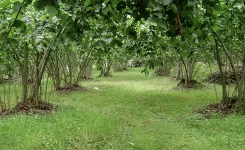 Black Sea region hazelnut origin map